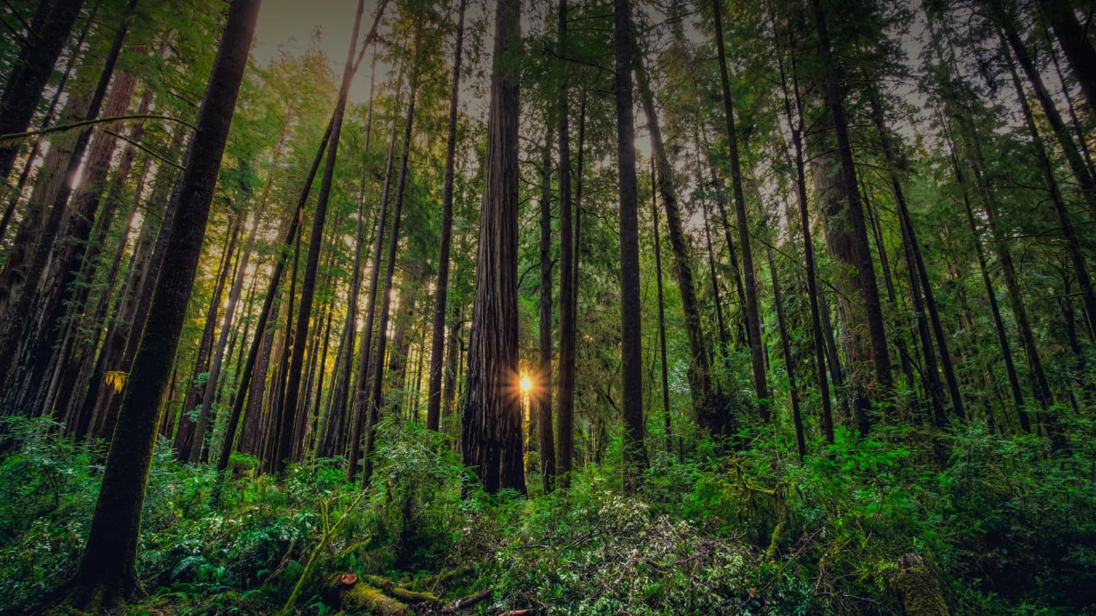 Resin Forest