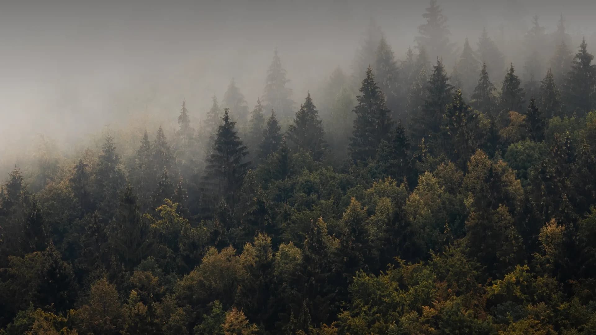 Misty Woods
