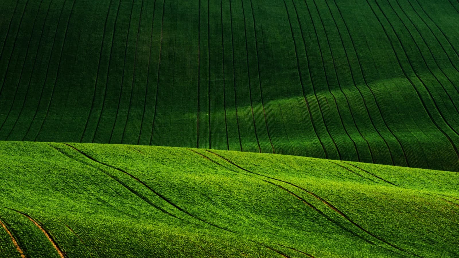 Calm Meadow