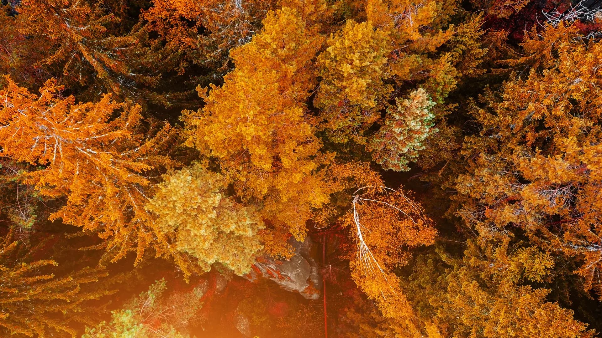 Autumn Wreath