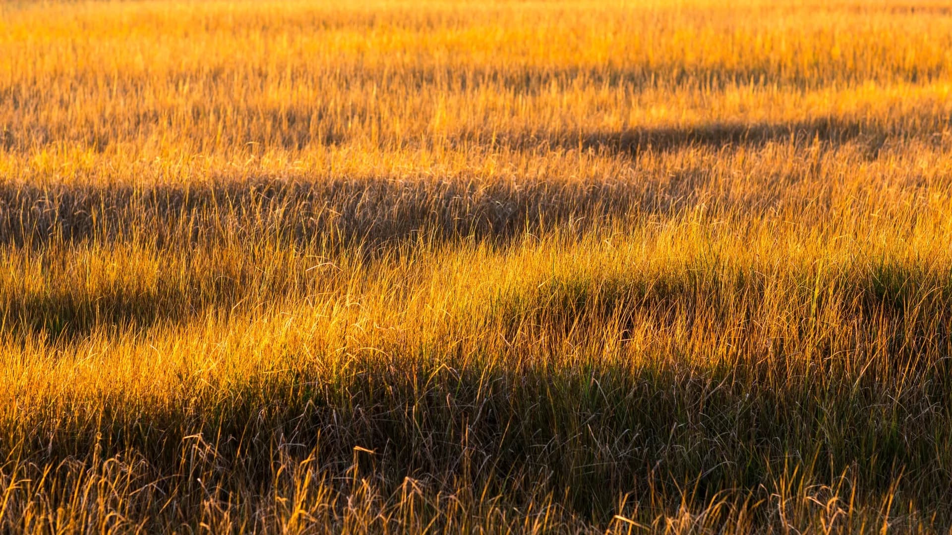 Harvest Season